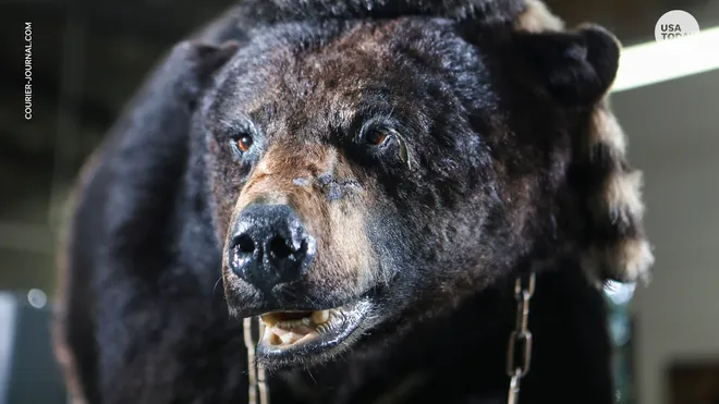 Cocaine Bear The Wild Tale of : More Real Than You Think